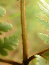 Lastreopsis velutina. Dense red-brown hairs on rachis and costae.
 Image: L.R. Perrie © Leon Perrie CC BY-NC 3.0 NZ